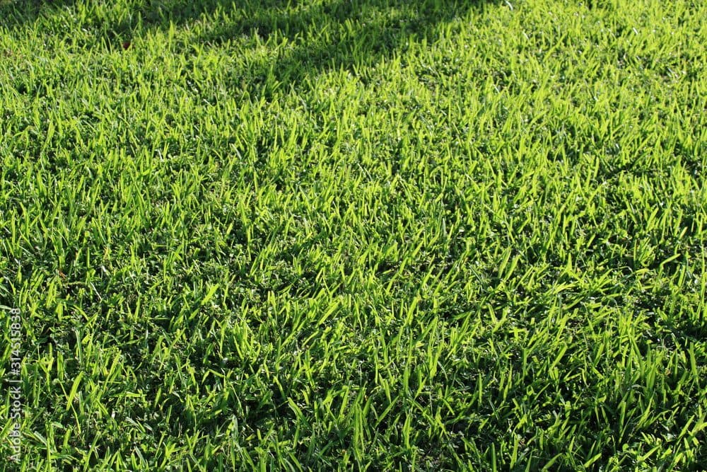 Prefeitura de Alagoa Nova lança licitação para comprar mais de R$ 48 mil em grama natural