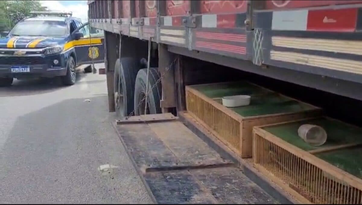 Polícia resgata 80 aves silvestres escondidas em compartimento de caminhão, em Campina Grande