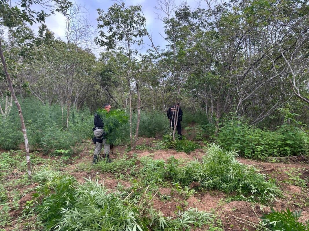 Polícia Federal deflagra operação e cumpre mandados no Sertão da Paraíba