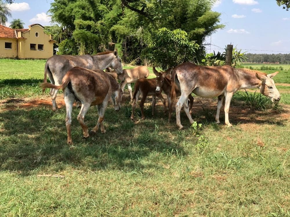 Jumento brasileiro pode entrar em extinção até 2030 com abate para exportação na China, alerta pesquisador