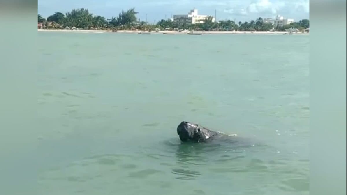 Projeto registra aparição de peixes-bois em Cabedelo e alerta para risco de embarcações atropelarem e ferirem os animais