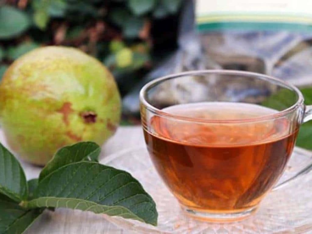 Chá de folha de goiaba faz cabelos nascerem mais fortes e mais rápido