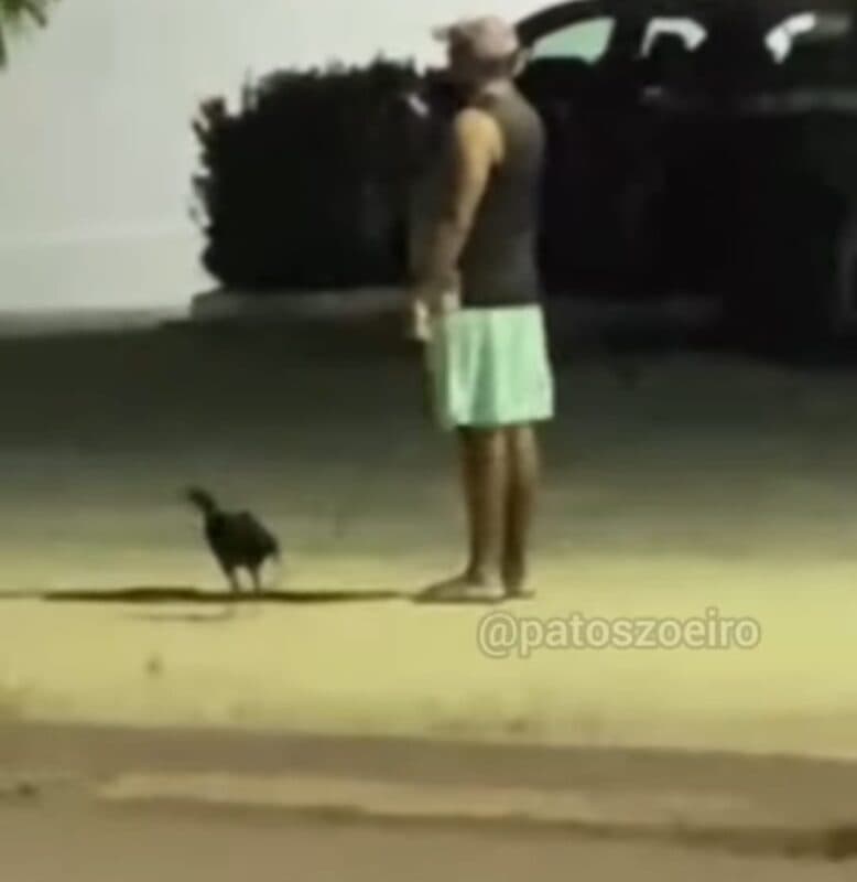 VÍDEO: galinha usando coleira e corrente é vista passeando com homem em Patos