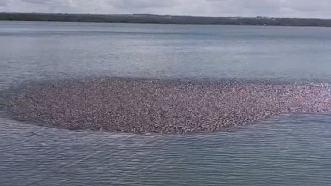 VÍDEO: cardume gigante de sardinhas em praia na Paraíba impressiona populares