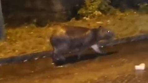 VÍDEO: populares flagram capivara 'passeando' por rua de João Pessoa
