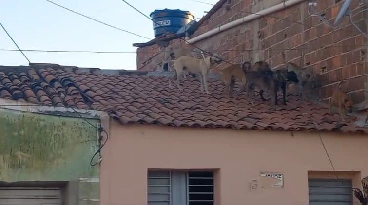 "Só pensa em namorar": cachorros 'invadem' telhado de casas na Paraíba atrás de cadela e viralizam na internet