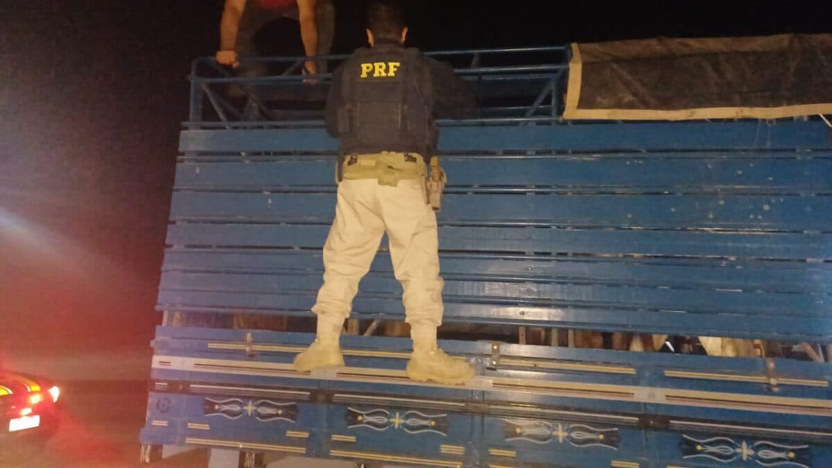 Homem é preso na Paraíba após roubar rebanho de gado em Pernambuco