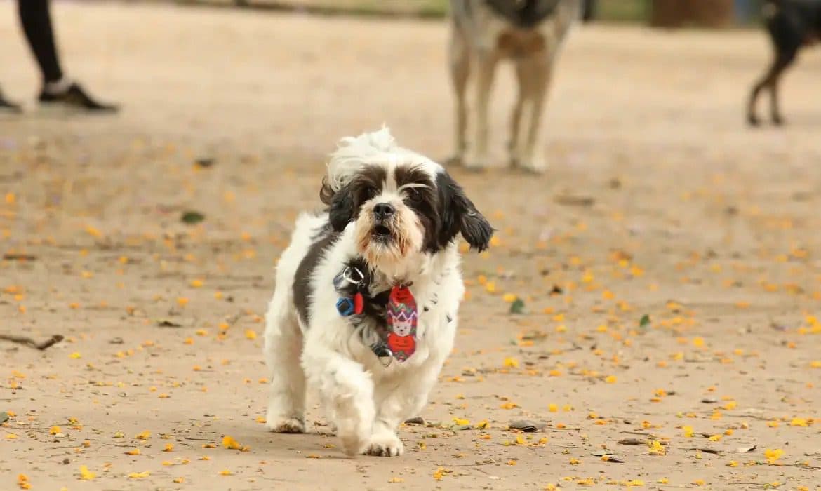 Governo da Paraíba abre novas vagas para castração gratuita de cães e gatos em clínicas credenciadas