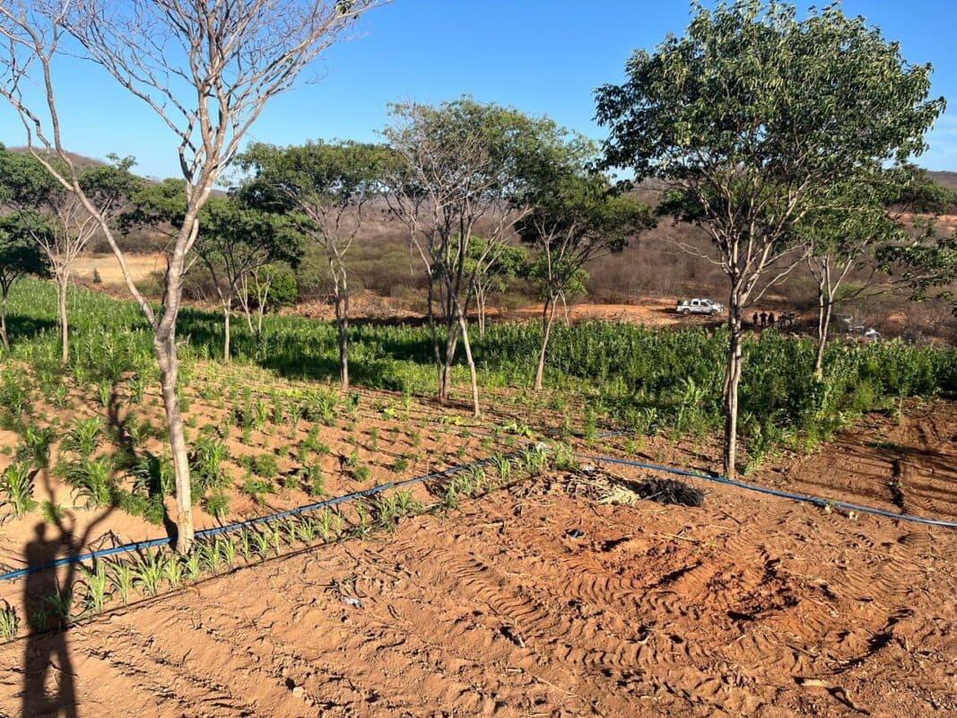 Operação destrói cerca de 60 mil pés de maconha cultivados em fazenda no Sertão da Paraíba