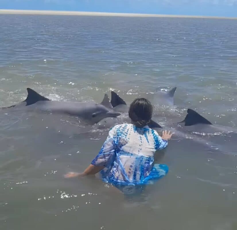 VÍDEO: botos-cinza encalham em praia da Paraíba ao tentar se alimentar