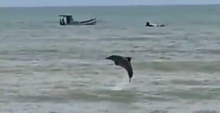 VÍDEO: golfinhos são vistos na praia do Cabo Branco, em João Pessoa