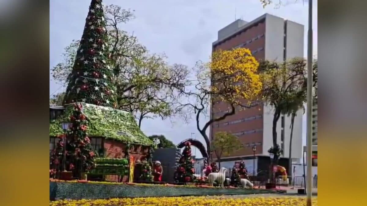 VEJA FOTOS: Ipês amarelos florescem no Parque da Lagoa e encantam pessoenses e turistas