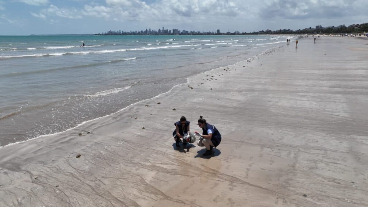 Laudo aponta que fezes encontradas em praias de Cabedelo são de tartarugas