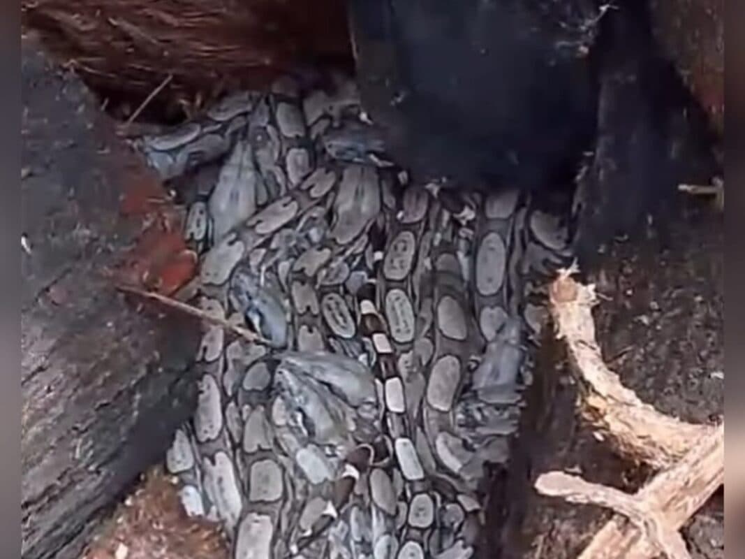 VÍDEO: trabalhadores encontram ninho com dezenas de cobras em Sousa