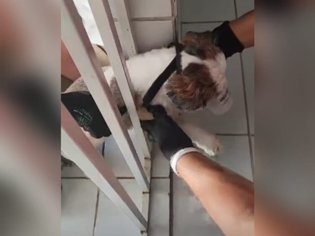 Bombeiros resgatam cachorro preso em grade na Paraíba