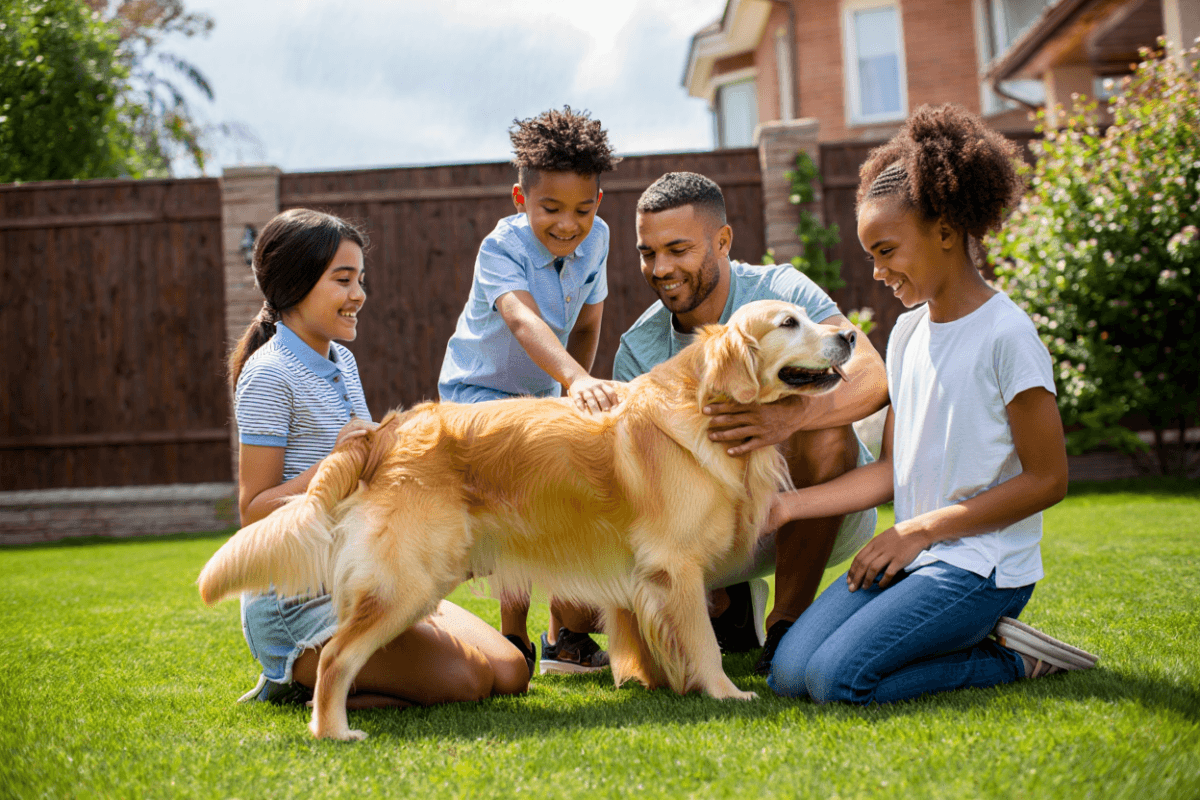 Transforme a Vida do Seu Cachorro: Dicas e Produtos Essenciais para o Seu Bem-Estar!