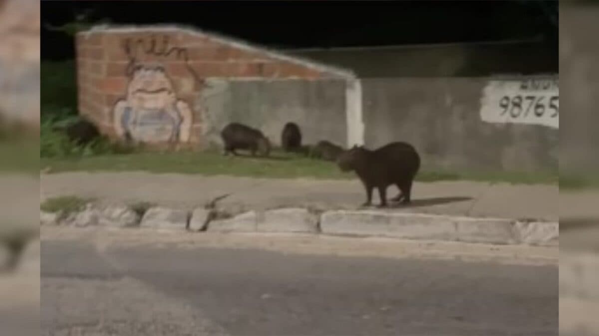 VÍDEO: família de capivaras é vista por populares na avenida Beira-rio, em João Pessoa