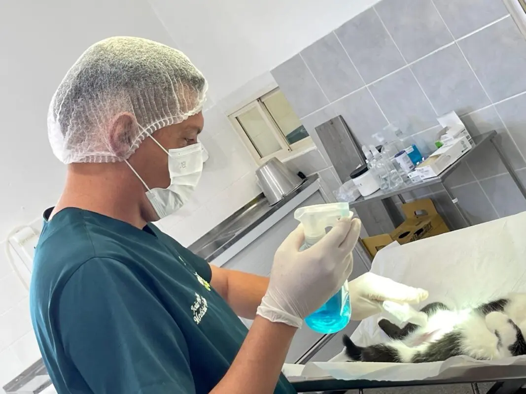 Paraíba Pet abre 485 vagas para castrações em sete cidades na próxima semana