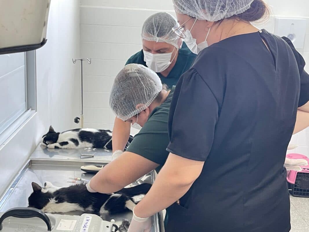 Castra+ Paraíba chega a Bayeux com 120 vagas gratuitas para castração de cães e gatos