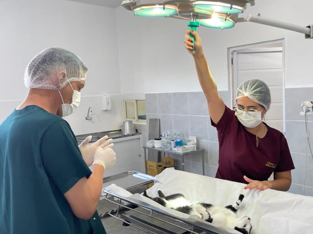 Prefeitura de Patos realiza mutirões de castração de cães e gatos