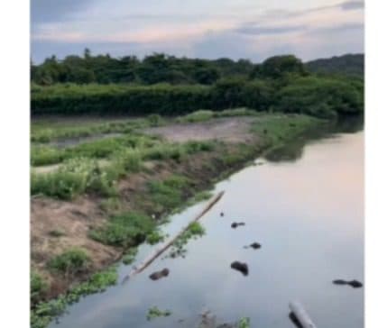 Aparição de capivaras chama atenção e para trânsito em ponte no Rio Jaguaribe, em João Pessoa