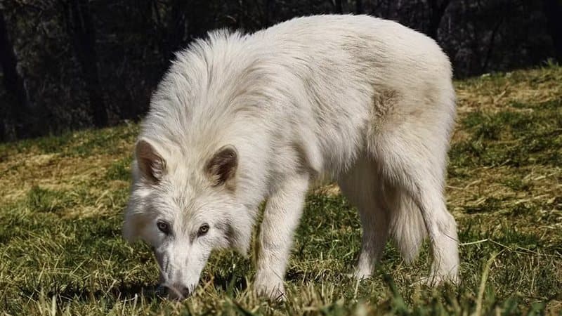 Desextinção do lobo-terrível? Empresa diz ter dado vida a espécie extinta há 10 mil anos