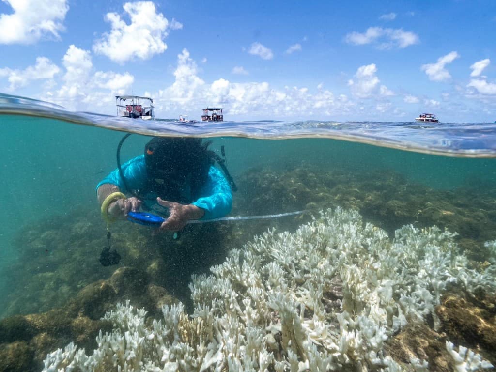 Ministra da Ciência assina termo que insere disciplina sobre estudos oceânicos na grade curricular