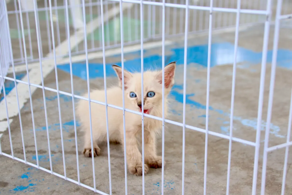 Programa Paraíba Pet começa atendimentos hoje com 3.100 vagas para castração durante o mês de julho
