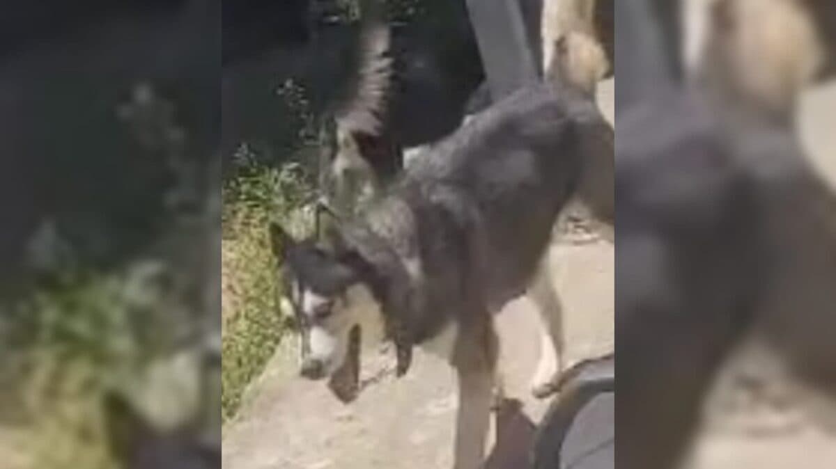 PROCURA-SE: cachorro desaparece em Cabedelo e dono faz apelo