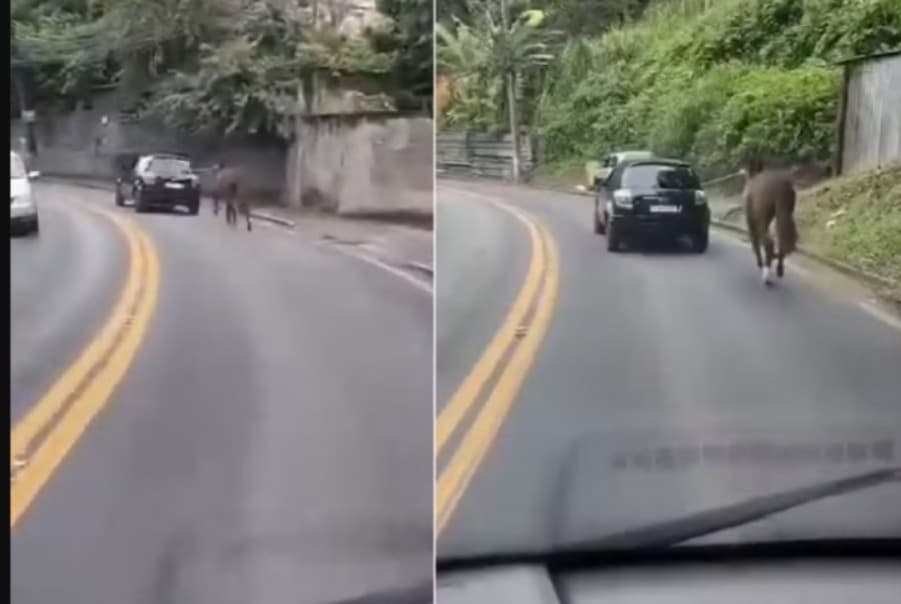 Cavalo é puxado por carro em movimento por mais de 4 km em Petrópolis
