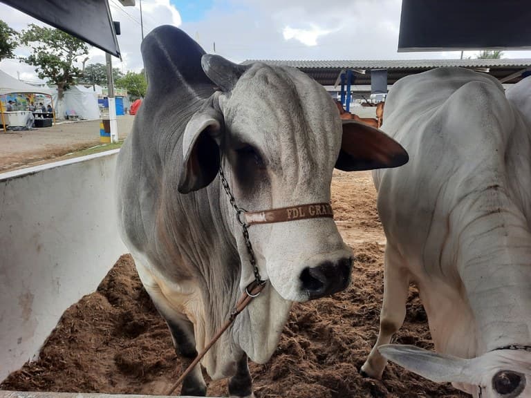 55ª Expapi reúne mais de 1,3 mil animais de raça de equinos, bovinos, ovinos e caprinos