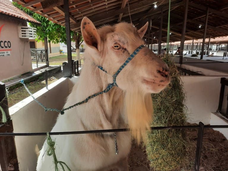 55ª Expapi termina hoje em Campina Grande após reunir mais de 1,3 mil animais de raça