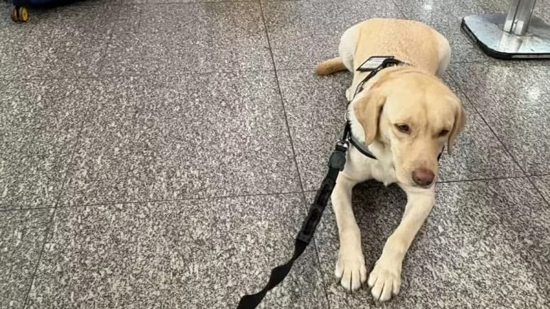 Voo para Lisboa é cancelado após TAP não embarcar cão de criança autista mesmo com ordem judicial