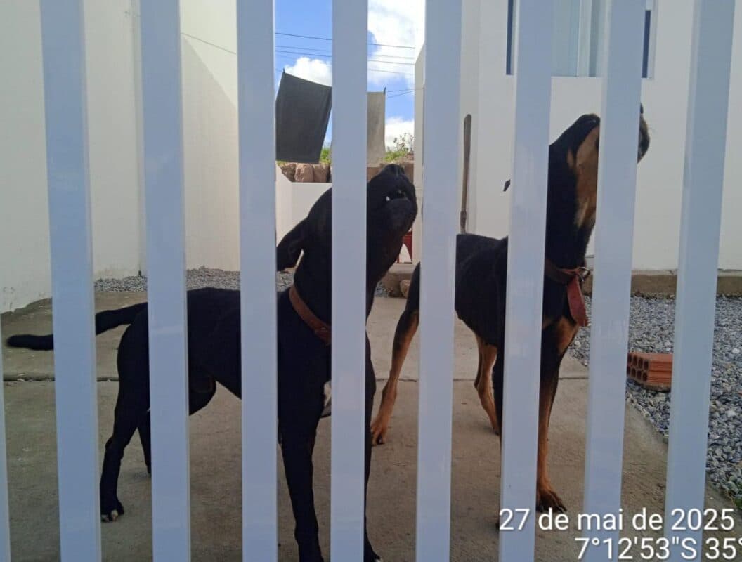 Polícia Civil prende em flagrante tutor de cães suspeito de praticar maus-tratos contra animais domésticos em Campina Grande