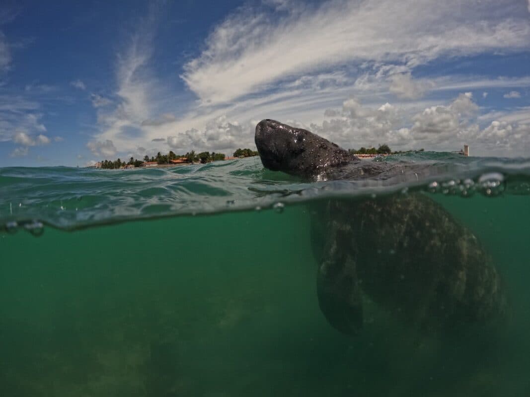 Após grave acidente, peixe-boi se recupera e volta ao convívio da mãe na Paraíba