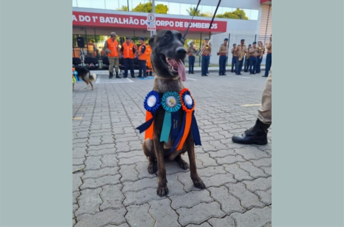 Morre Thayla, cadela de busca e salvamento do Corpo de Bombeiros da Paraíba