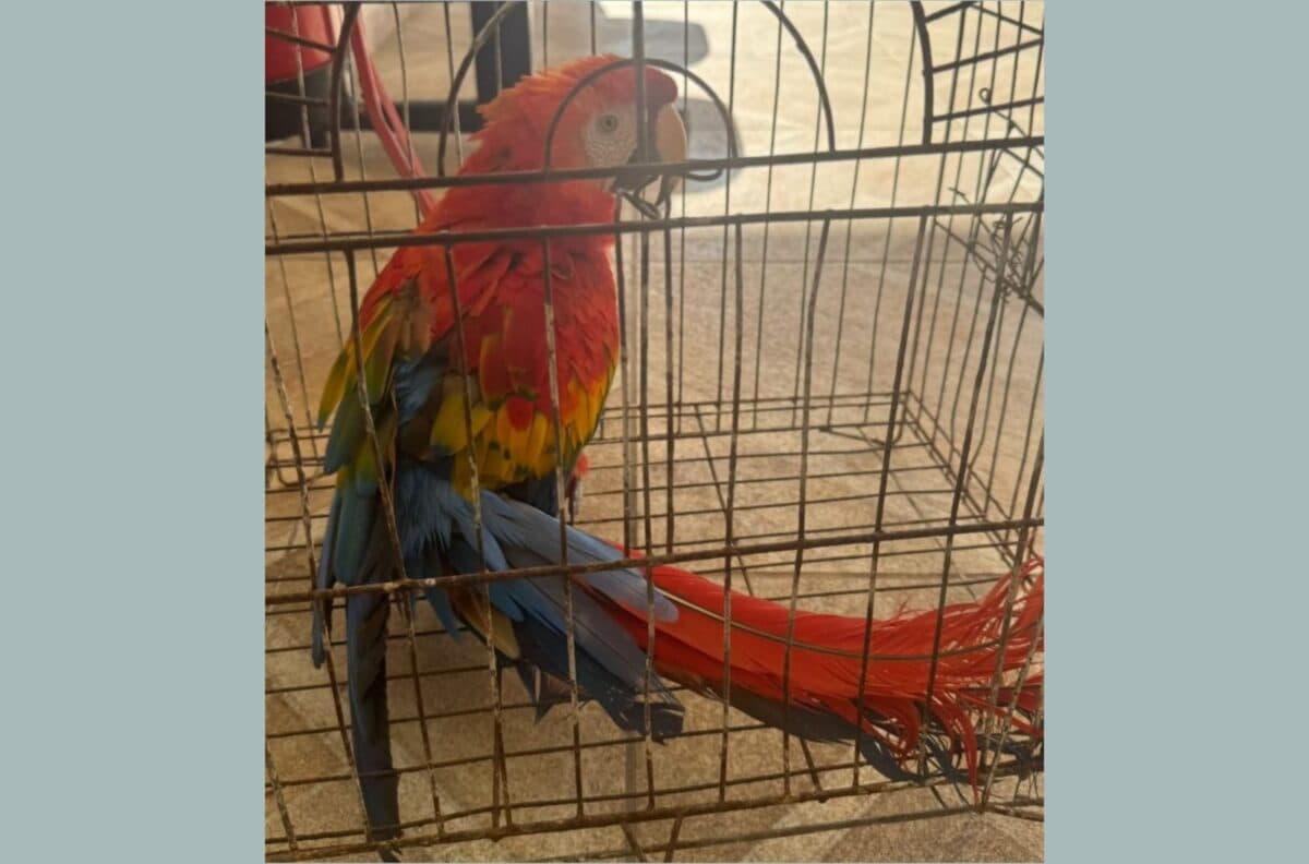 VÍDEO: encontrada arara-vermelha furtada da Bica, em João Pessoa