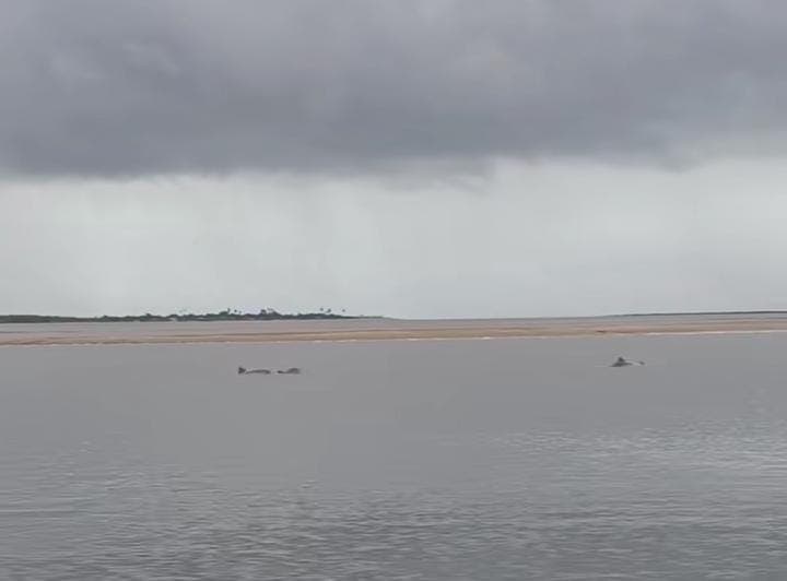 VÍDEO: Botos cinza são vistos nadando em rio no Litoral Norte da Paraíba