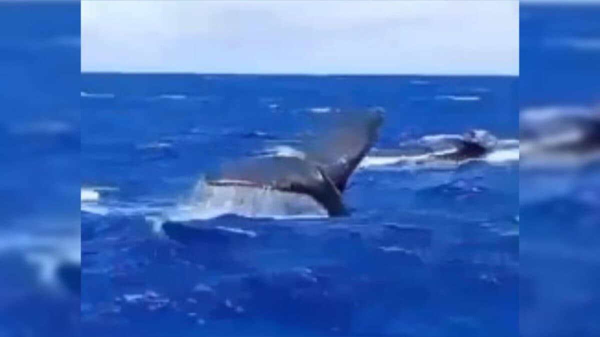 VÍDEO: dezenas de baleias são vistas no litoral do Nordeste e surpreendem populares
