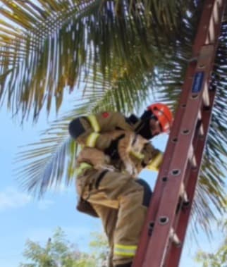 Gato fica preso em coqueiro após fugir de cães durante vacinação em João Pessoa