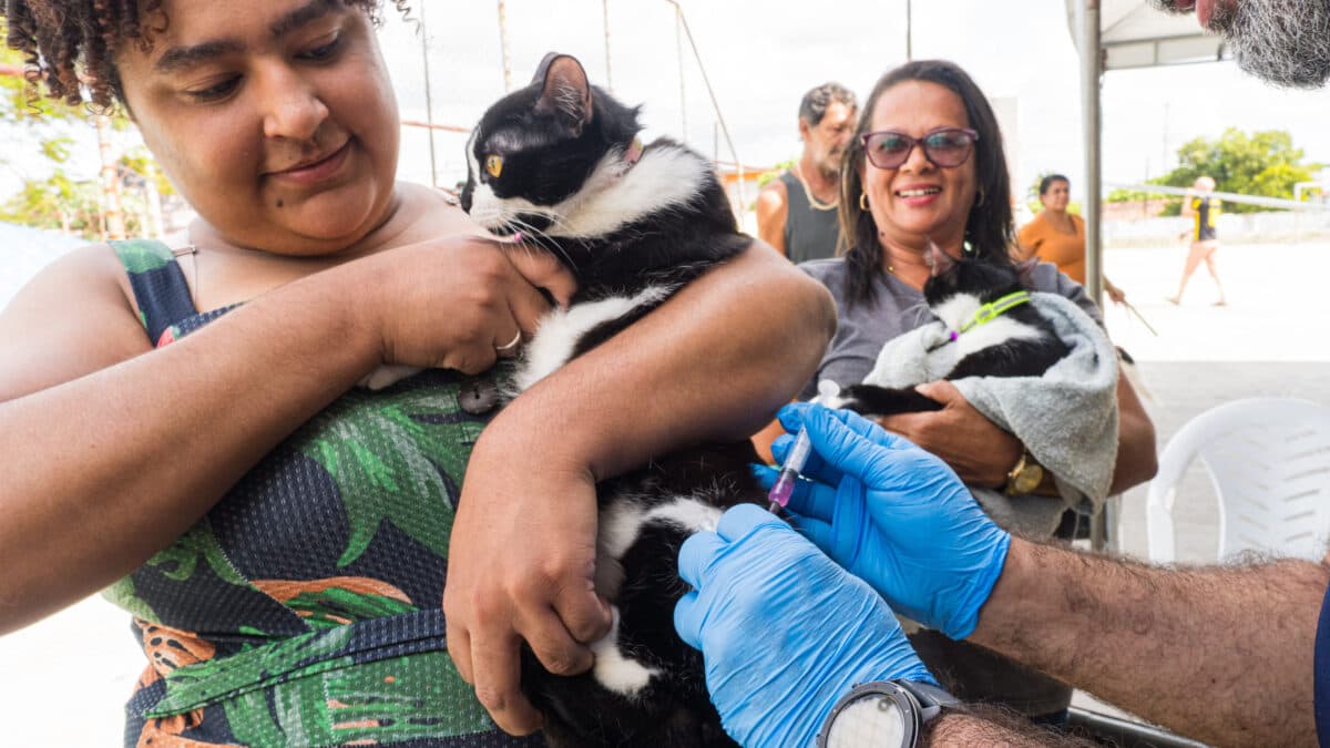 Mais de 800 mil animais devem ser vacinados contra raiva na Paraíba