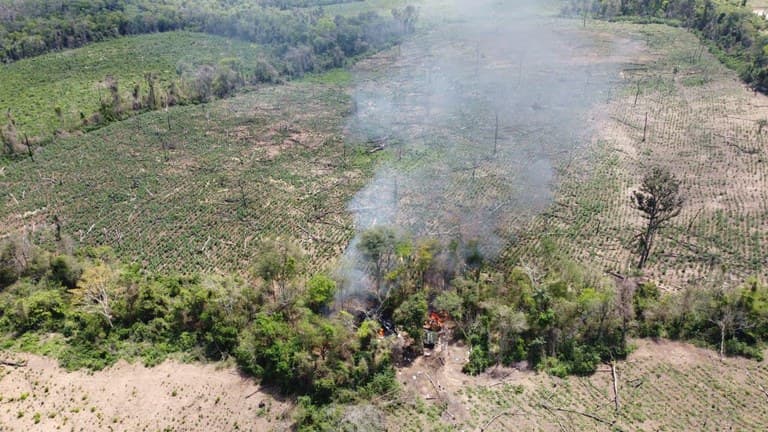 Operação que destruiu plantação de maconha em Camalaú prendeu cinco pessoas por tráfico de drogas