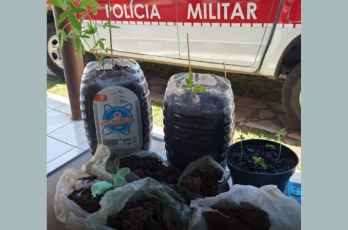 Suspeito é preso por tráfico de drogas e polícia apreende três plantas de cannabis em Cabedelo