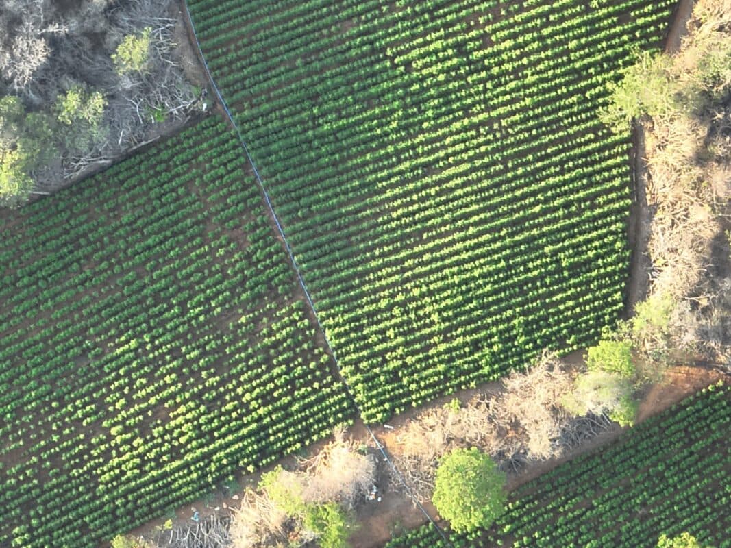 Polícias Federal e Militar encontram mais de 40 mil pés de maconha e desarticulam plantação no interior da Paraíba