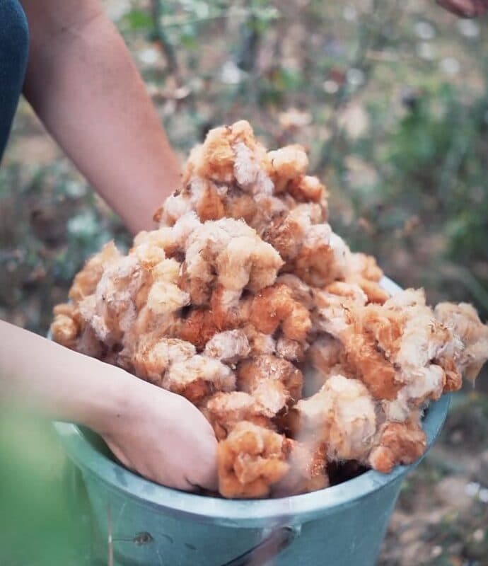 Agricultores familiares da região de Ingá celebram dia de colheita do algodão colorido orgânico