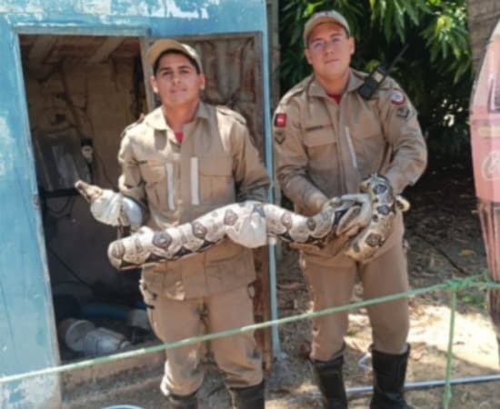 Jiboia com mais de dois metros é resgatada dentro de residência em Sousa