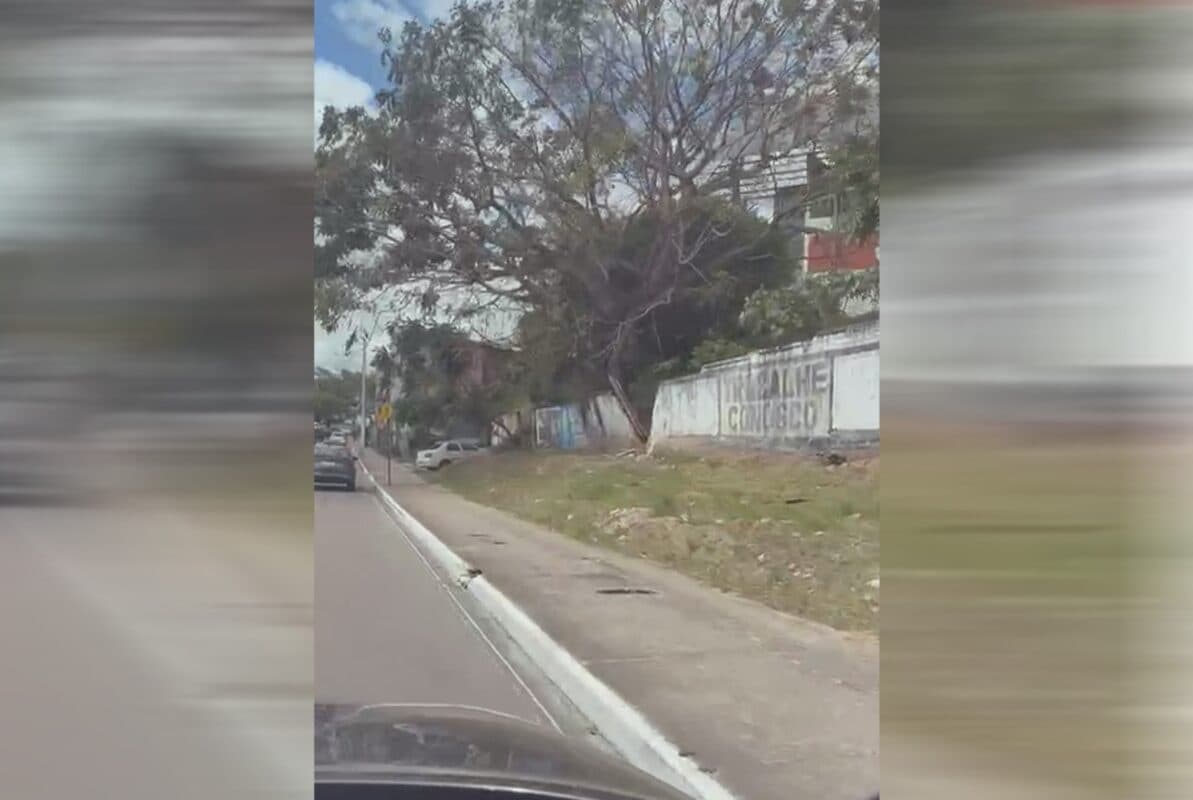 Após denúncia do ClickPB, Secretaria do Meio Ambiente autoriza podas em árvore prestes a cair na Avenida Beira Rio, em João Pessoa
