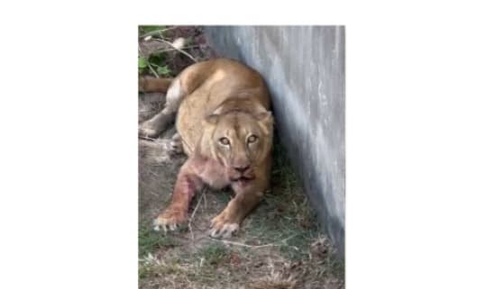 Homem é devorado por leoa diante de visitantes em zoológico de João Pessoa