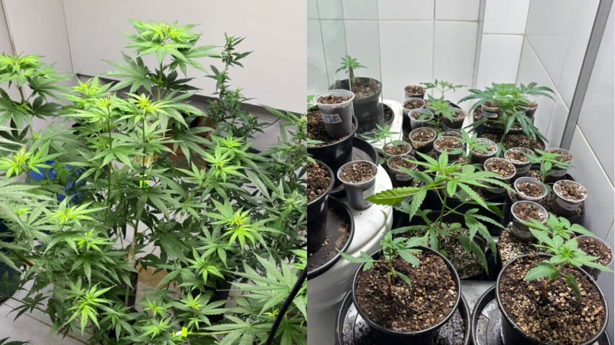 Policia descobre plantação de maconha dentro de apartamento em João Pessoa