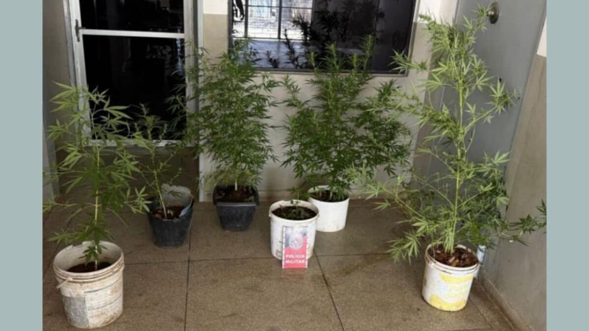Dupla é presa e polícia apreende seis pés de maconha em residência no Sertão da Paraíba
